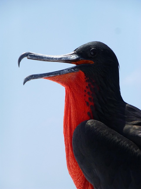 As diferenças entre a fragata minor e a fragata mangnificens são sutis.  A magnificens é um pouco maior e tem penas com brilho púrpura, enquanto a minor possui penas com uma tonalidade mais esverdeada. Mas os machos de ambas têm papos vermelhos, que ficam murchos, mas podem ser inflados para atrair parceiras. 