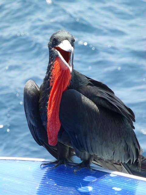 Embora Fregata minor ocorra nas GalÃ¡pagos, ela nÃ£o Ã© exclusiva dali â?? populaÃ§Ãµes dessa espÃ©cie sÃ£o encontradas em diversas ilhas tropicais do Oceano PacÃ­fico e do Ãndico. No entanto, nas GalÃ¡pagos ela forma colÃŽnias bem estabelecidas.