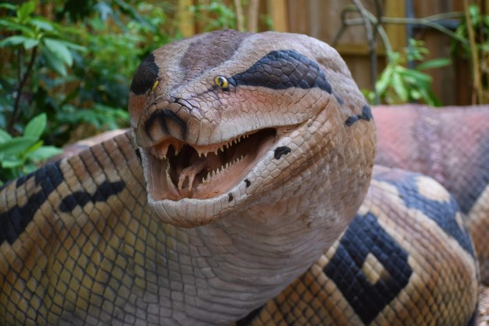 Titanoboa cerrejonensis - F. Muhammad/Pixabay