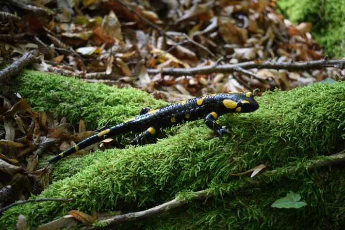 Salamandra - Kristina Kutleša/Unsplash