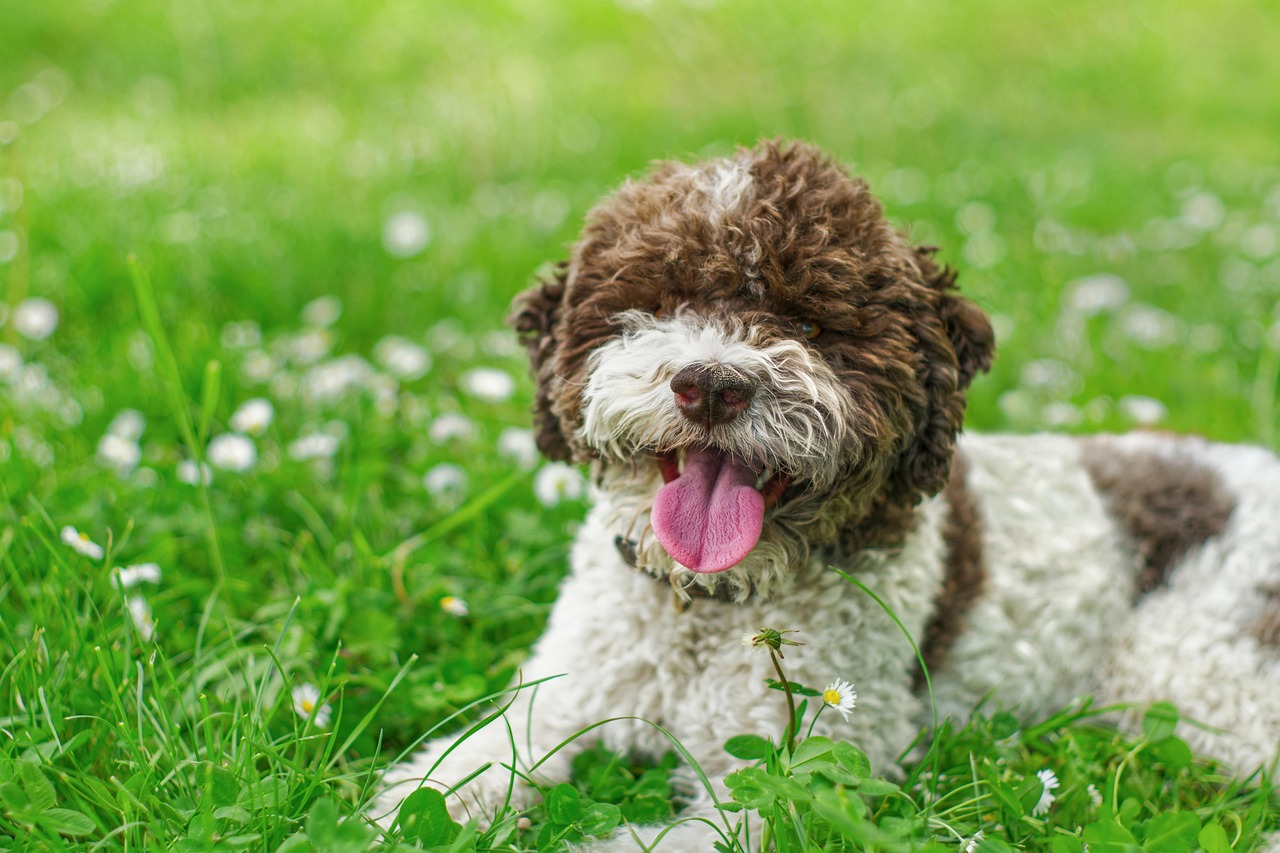 15Âº lugar - Lagotto Romagnolo â?? atÃ© R$?13.770. OriginÃ¡rio da ItÃ¡lia, Ã© conhecido como o cÃ£o farejador de trufas, com pelagem encaracolada e natureza alerta.