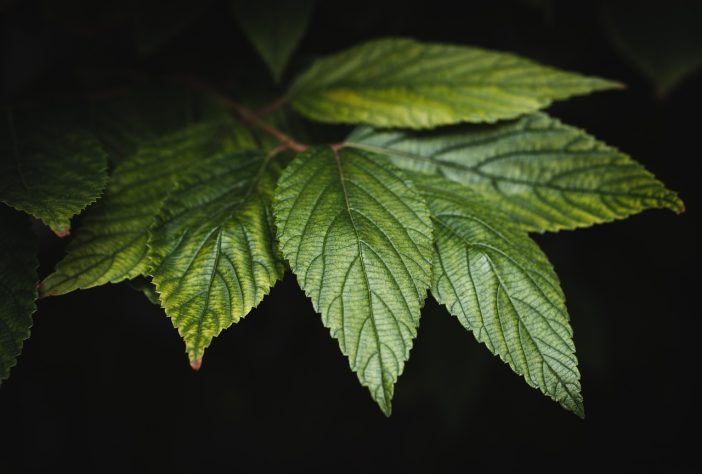 Planta - foto NEUTRA