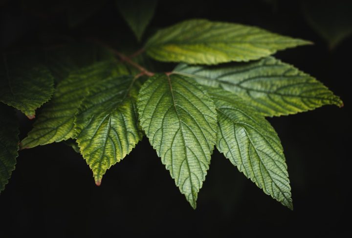 Segundo o estudo, é possível que os neandertais adicionassem plantas para "dar sabor" à gordura animal que eles consumiam como uma espécie de "caldo".