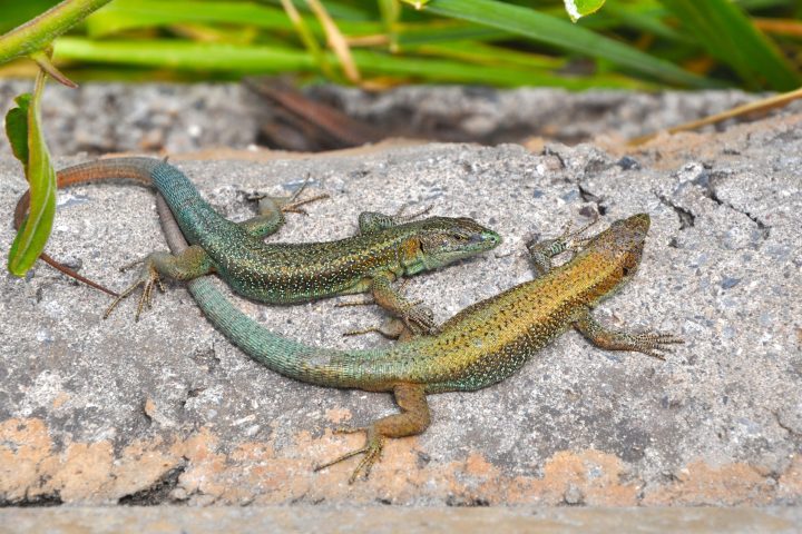 Muitas salamandras respiram pela pele, embora algumas tenham pulmões rudimentares ou guelras, principalmente na fase larval ou em espécies aquáticas.