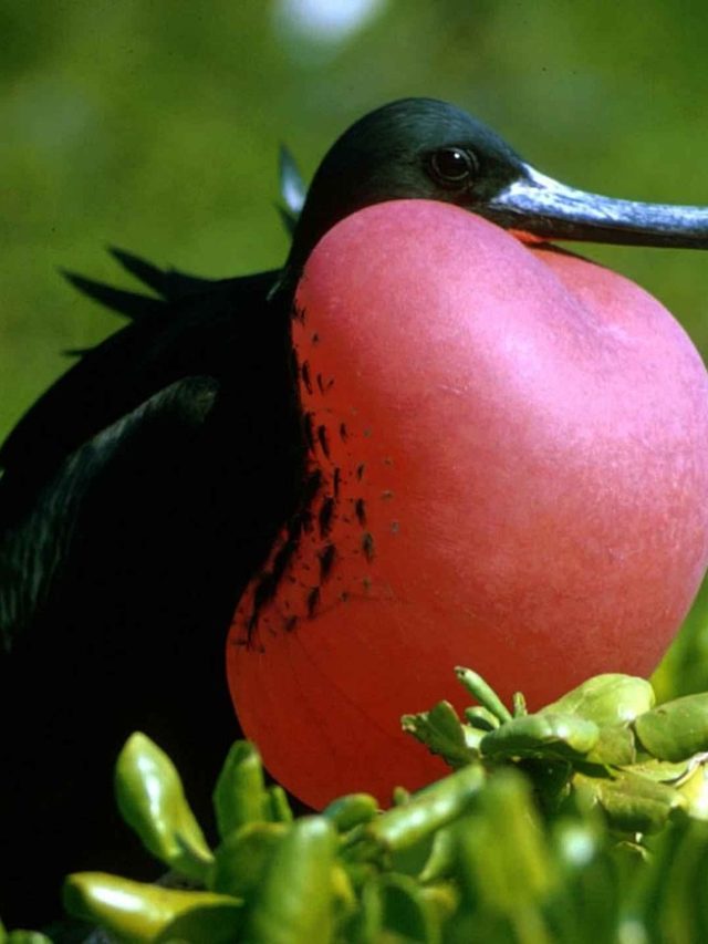 Fragata macho das Galápagos infla o papo e deslumbra visitantes