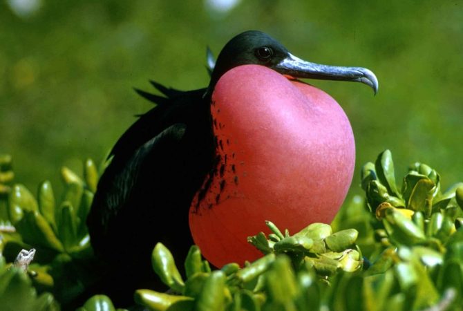 Inconfundível:  Fragata macho das Galápagos infla o papo e deslumbra visitantes no arquipélago; conheça a espécie