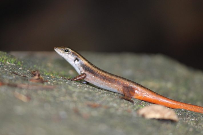 Salamandra - Bibin Michael/Pixabay