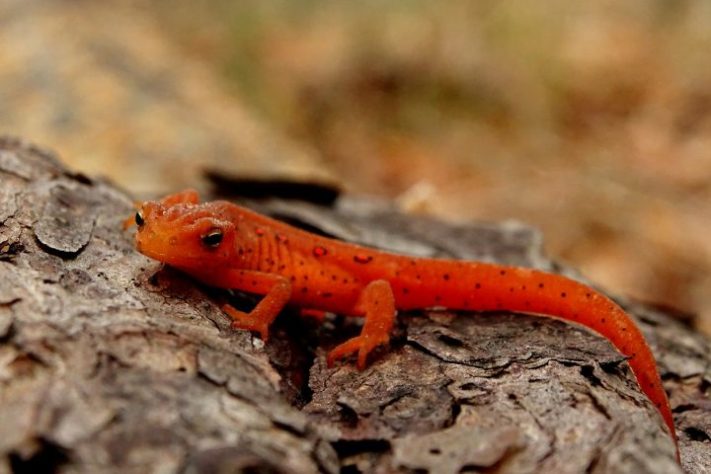 Salamandra - Patti Black/Unsplash