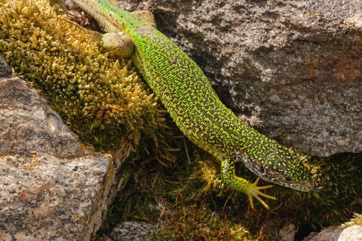 Salamandra - Tobias Wurzer/Pixabay