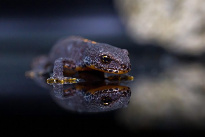 Salamandra - ANHagen/Pixabay