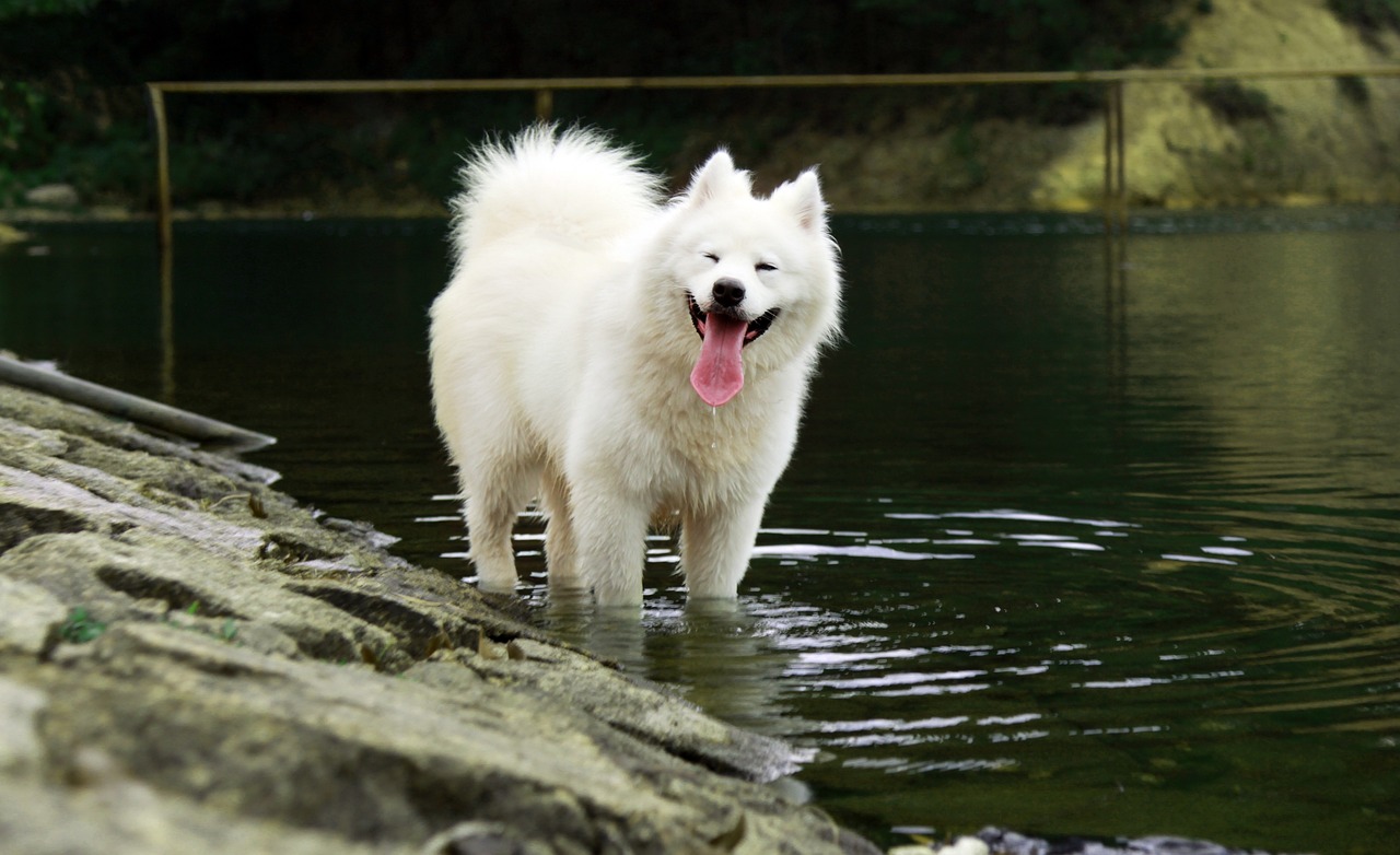 1º lugar - Samoyed – até R$?61.200. Do norte da Rússia e Sibéria, é conhecido pelo sorriso característico, pelagem branca e personalidade afetuosa e ativa.