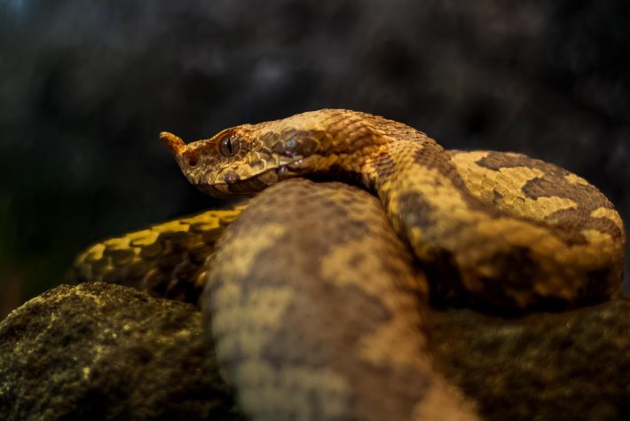 Víbora-de-chifres - Ondřej Vídenský/Pixabay