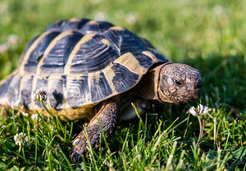 "Essa é uma descoberta empolgante, que representa uma mudança significativa na nossa compreensão sobre aquilo que os répteis podem vivenciar", afirmou Oliver Burman, especialista em comportamento e bem-estar animal e co-autor do estudo.