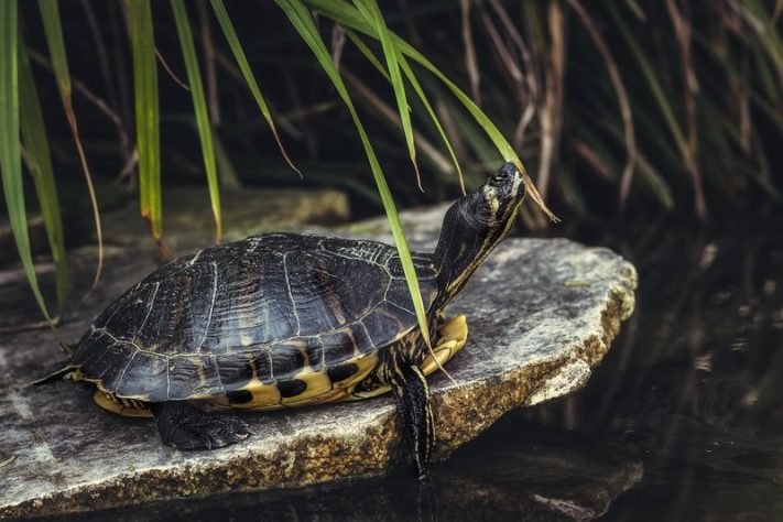 Tartarugas, jabutis e cágados