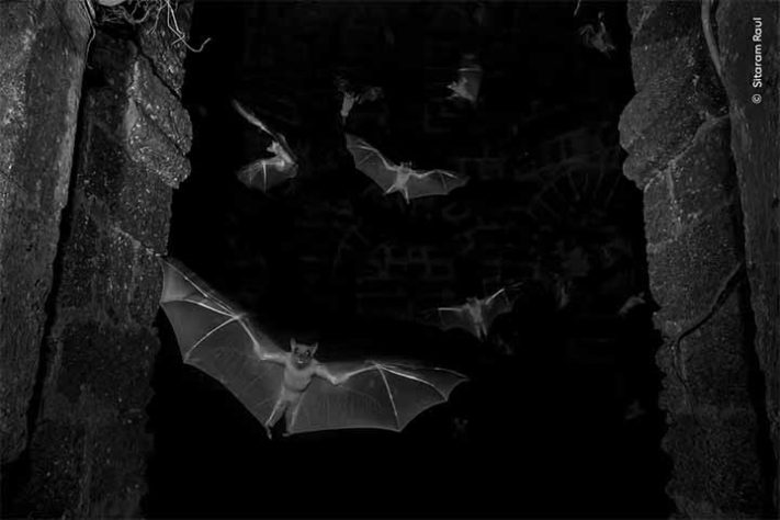 Fotos finalistas do 'Wildlife Photographer of the Year'