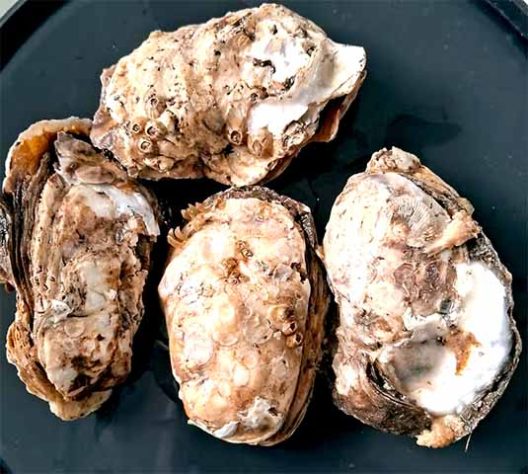 Ostras Contaminadas - Ostras moluscos de águas marinhas ou salobras - Divulgação