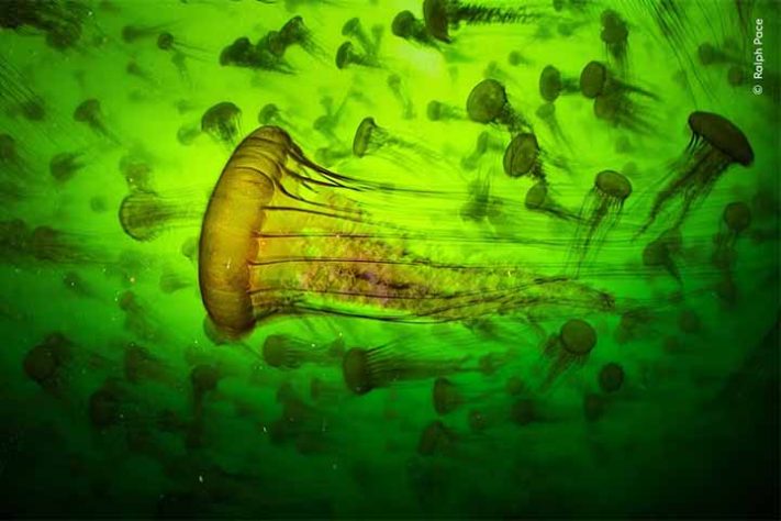 Fotos finalistas do 'Wildlife Photographer of the Year'