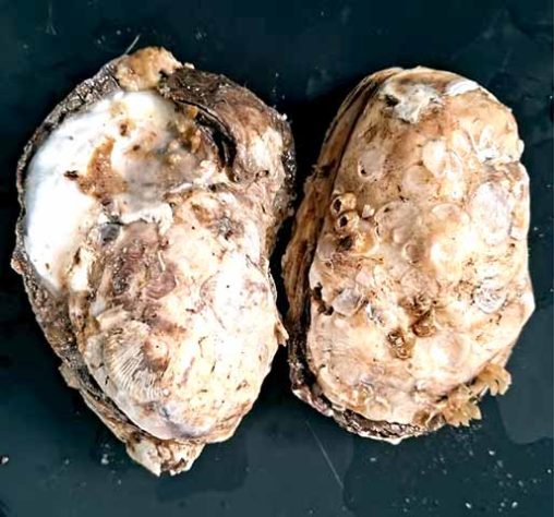 Ostras Contaminadas - Ostras moluscos de águas marinhas ou salobras - Divulgação