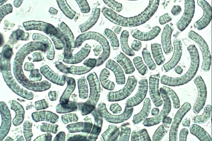Spirulina