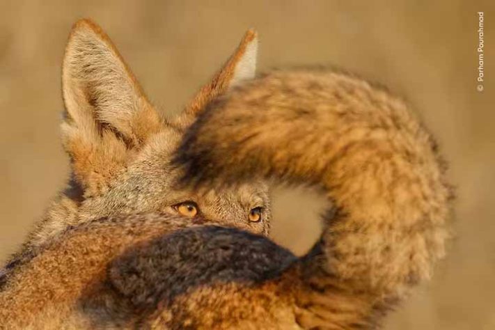 Fotos finalistas do 'Wildlife Photographer of the Year'