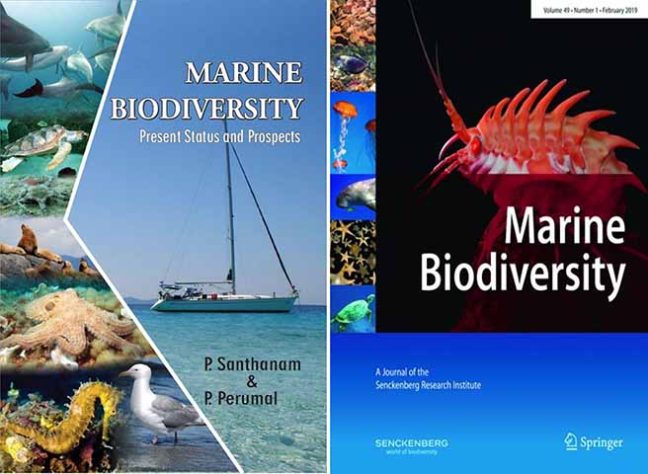O caso, publicado na revista Marine Biodiversity, é o primeiro desse tipo no Caribe - Tubarão com pele laranja surpreende cientistas na Costa Rica - Divulgação