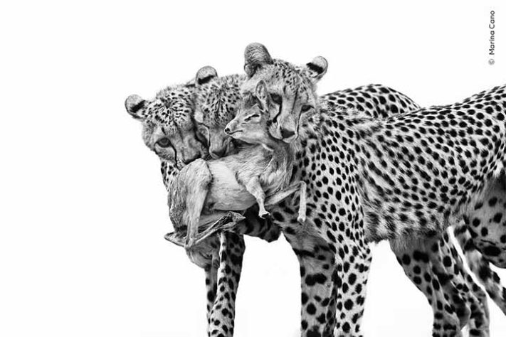 Fotos finalistas do 'Wildlife Photographer of the Year'