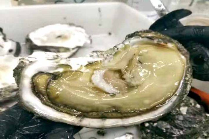 Ostras Contaminadas - Ostras moluscos de águas marinhas ou salobras - Reprodução/NSC TV