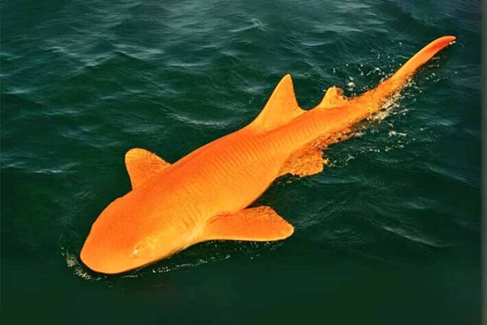 Após ser capturado por pescadores esportivos, o tubarão foi devolvido ao mar - Tubarão com pele laranja surpreende cientistas na Costa Rica - Reprodução do Facebook Elisandra Silva