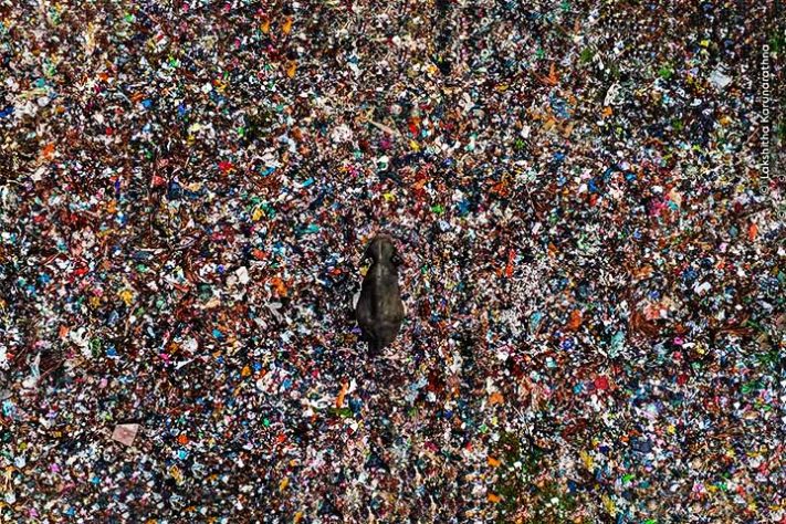Fotos finalistas do 'Wildlife Photographer of the Year'