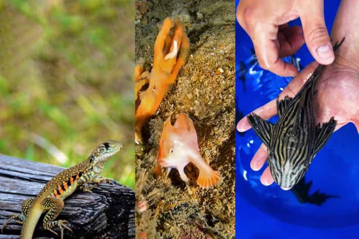 Uma lista feita pelo National Geographic reúne espécies de animais exóticos - Tubarão com pele laranja surpreende cientistas na Costa Rica - Reprodução do youtube e divulgação
