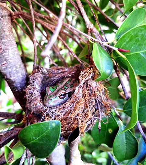 <p>A australiana Karen Neal flagrou a cena em seu quintal em uma manhã, fez fotos e postou no grupo “Rãs da Austrália Ocidental” no Facebook. “Oh, como esse sapo é inteligente fazendo uso de um ninho abandonado no meu jardim”, escreveu.</p>
