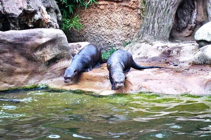 O processo de reintrodução exigiu planejamento cuidadoso, incluindo a seleção de casais para reprodução e adaptações comportamentais antes da libertação.