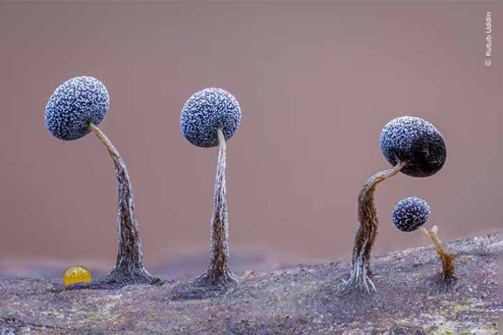 Fotos finalistas do 'Wildlife Photographer of the Year'