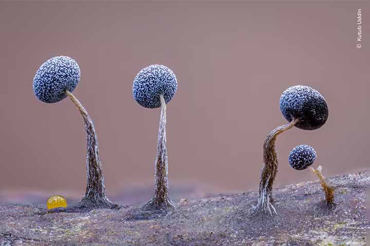 Foto de Kutub Uddin - Na Inglaterra, a captura da imagem de esporos de fungo mucilaginoso em um tronco caído de árvore.


