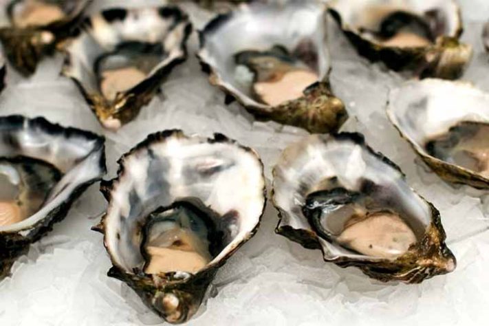 Ostras moluscos de águas marinhas ou salobras - Divulgação