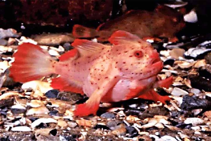 Peixe rosa com mãos: Descoberto na costa sudeste da Austrália - Tubarão com pele laranja surpreende cientistas na Costa Rica - divulgação