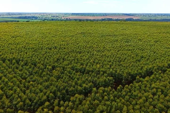 Maior fábrica de celulose do mundo