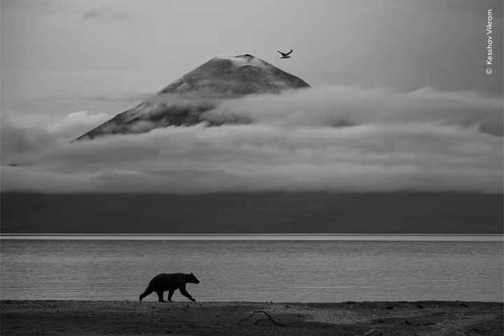 Fotos finalistas do 'Wildlife Photographer of the Year'