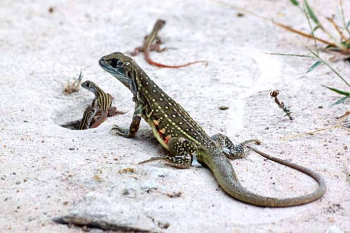 Lagarto Leiolepis ngovantrii: A espécie foi descoberta em restaurantes vietnamitas- Tubarão com pele laranja surpreende cientistas na Costa Rica - Reprodução do X @Ciencia_UNAM