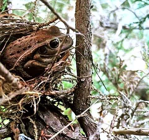 Imagem de sapo em ninho de pássaro viraliza na internet