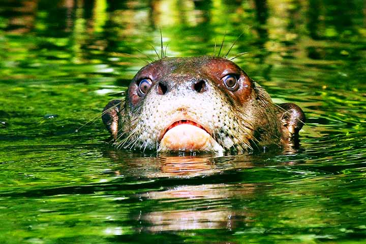 Ariranha, Pteronura brasiliensis, animal - Flickr Ivan Fucci