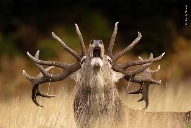 Retratos da vida selvagem: veja imagens finalistas do concurso de fotos da natureza