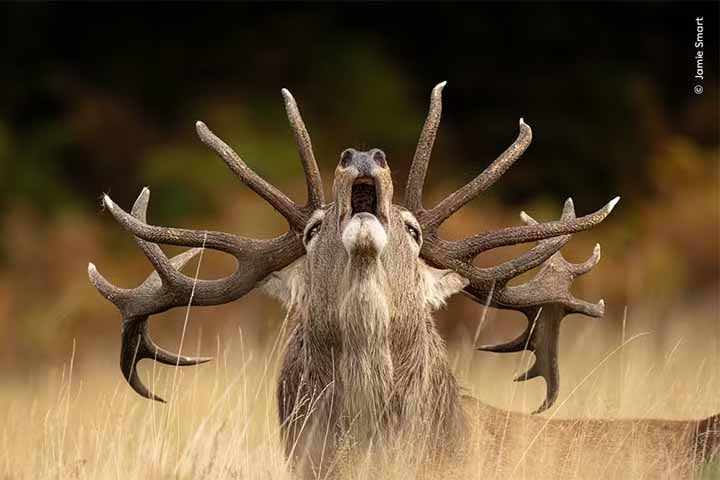 Um cervo-vermelho solta um bramido durante a época de acasalamento em um parque na Inglaterra - Fotos espetaculares finalistas do “Wildlife Photographer of the Year"2025 - Foto: Jamie Smart
