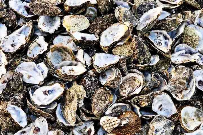 Ostras moluscos de águas marinhas ou salobras -Reprodução do Youtube Canal Metrópoles