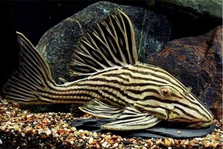 O peixe que come madeira: Espécie de peixe Panaque descoberta na Amazônia - Tubarão com pele laranja surpreende cientistas na Costa Rica - Reprodução do Facebook
