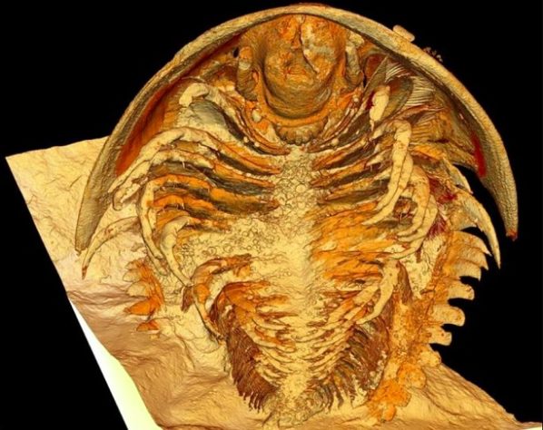 Registro de trilobitas encontrados no Marrocos - -Divulgação/Arnaud MAZURIER, IC2MP, Univ. Poitiers 