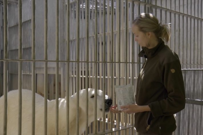 Zoológico de Aalborg, Dinamarca - Reprodução/YouTube