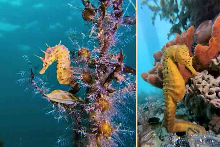 Ele habita principalmente áreas de manguezais, estuários e recifes de coral, onde se camufla com maestria entre algas e corais para escapar de predadores.
-- Reprodução do Instagram @emilymaydive