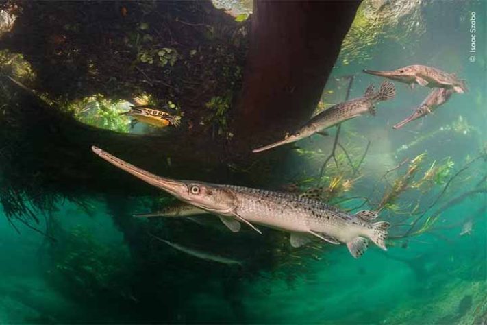 Fotos finalistas do 'Wildlife Photographer of the Year'