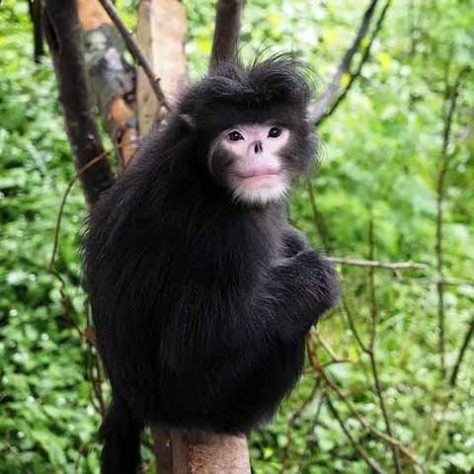 Macaco sem nariz: O macaco birmanês Rhinopithecus strykeri - Tubarão com pele laranja surpreende cientistas na Costa Rica - Reprodução do Facebook Animal Zone